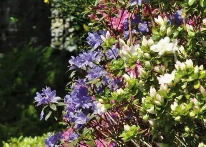 Cresta Bianca By Interhome * Ronco sopra Ascona